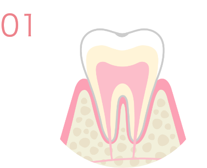 健康な歯の状態